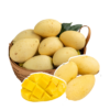 xoai_cat_chu_c73db2f8610c487fa7c78fed8caf9b1c_grande